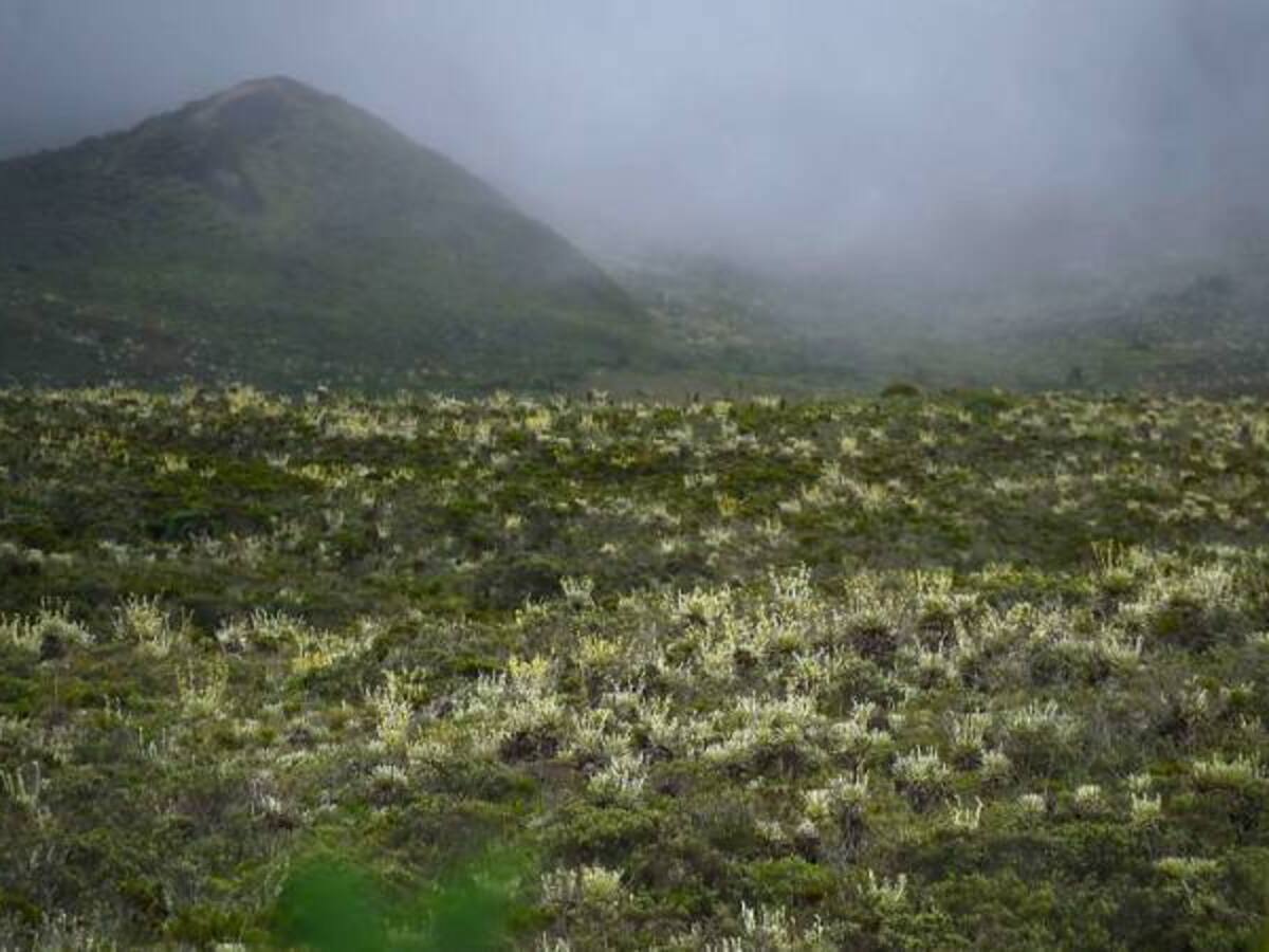 Con tutela buscan frenar licitación de aseo en Bogotá