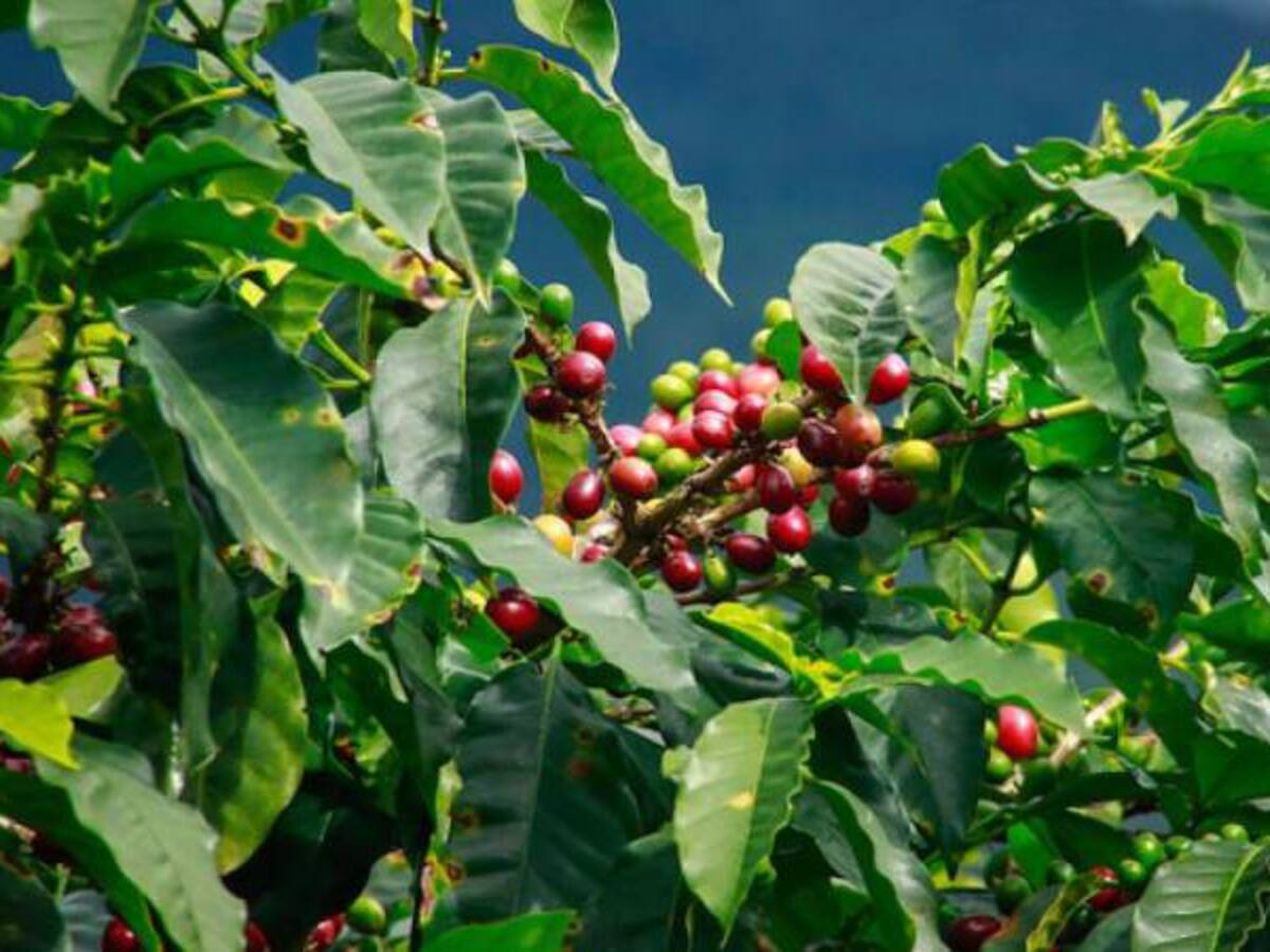 El trago amargo del café se siente con intensidad en Risaralda