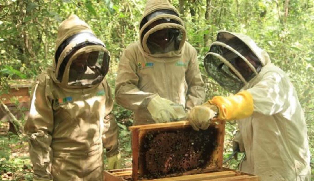 Diferente a otros sectores de la economía, la apicultura se beneficia de lluvias atípicas.