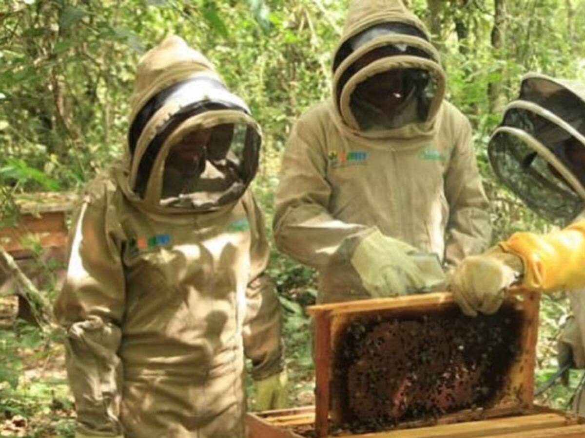 Lluvias benefician a los apicultores del Huila