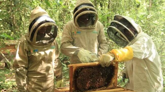 Diferente a otros sectores de la economía, la apicultura se beneficia de lluvias atípicas.