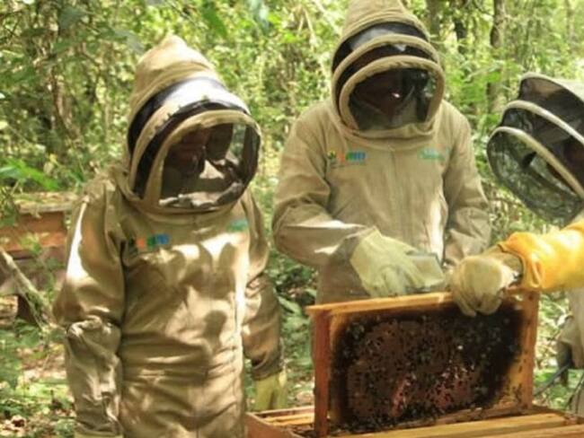 Diferente a otros sectores de la economía, la apicultura se beneficia de lluvias atípicas.