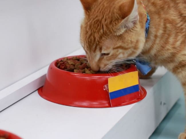 Gato predice triunfo Selección Colombia
