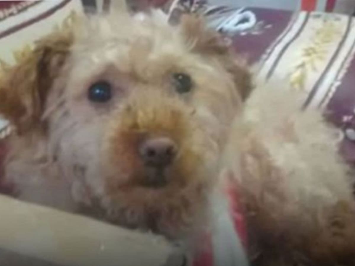 Un hombre fue sentenciado a 7 meses de prisión por maltrato animal