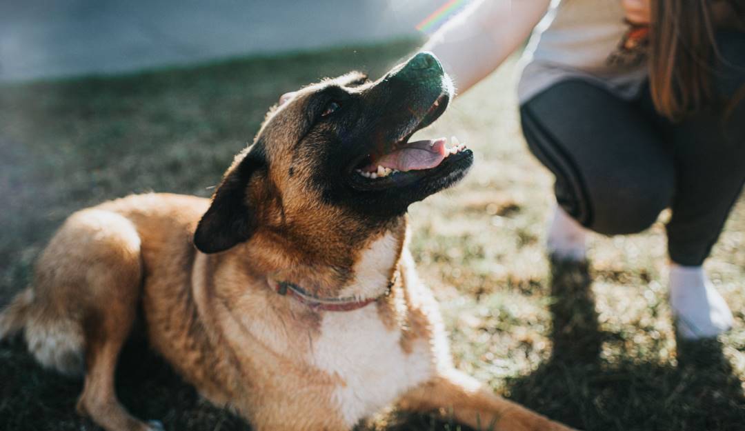 Protección Animal - Getty Images