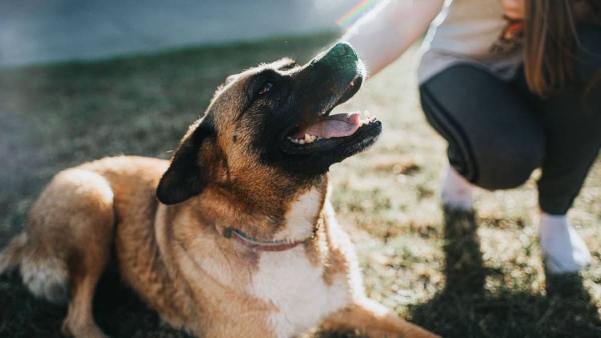 Procuraduría solicita retirar un aparte del Estatuto De Protección de los Animales