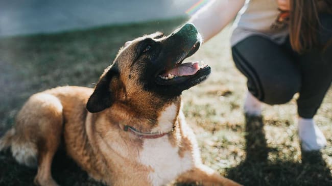 Protección Animal - Getty Images