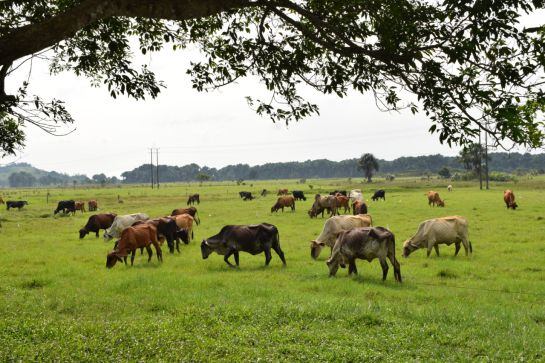 Producción de ganado en Caquetá.