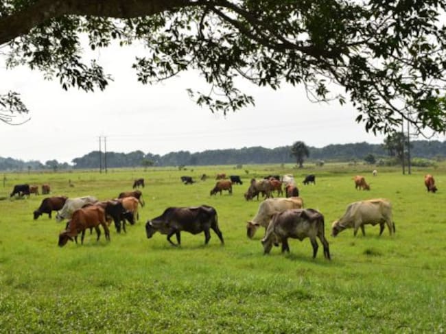 Producción de ganado en Caquetá.