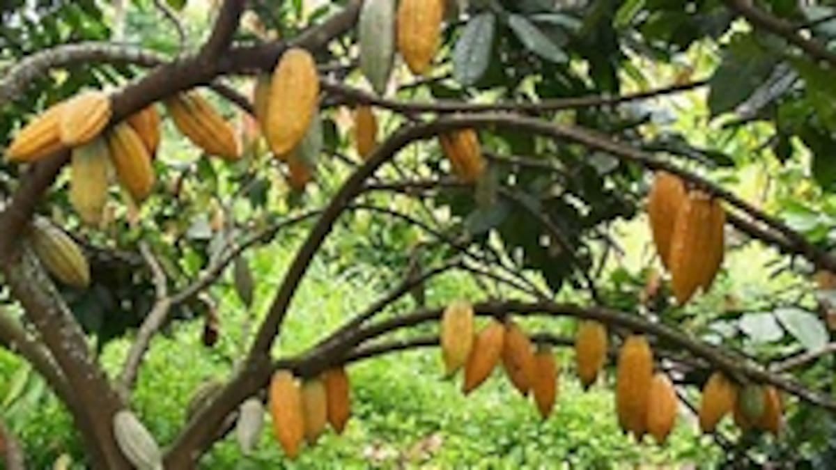Bonanza cacaotera no favorece a cultivadores, señalan quienes producen el alimento