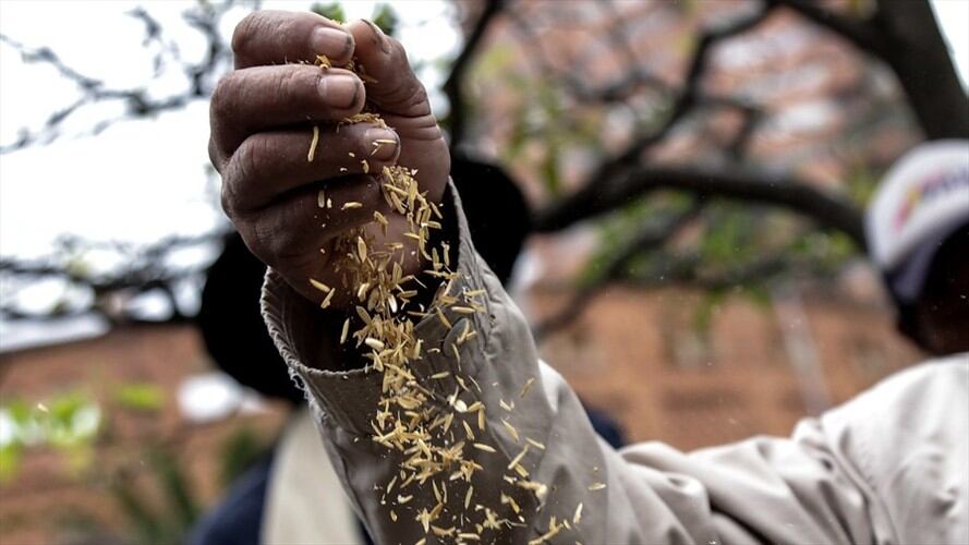 Arroceros del país preocupados por precios e importaciones de arroz desde Estados Unidos. Foto: Colprensa