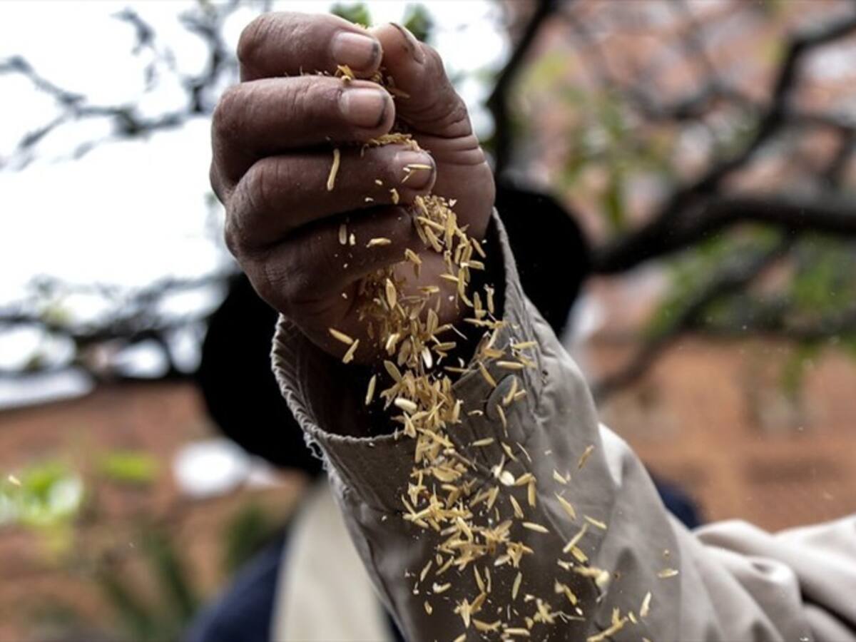 Arroceros del país preocupados por precios e importaciones de arroz desde Estados Unidos
