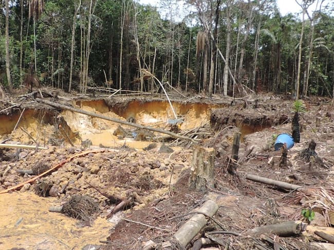 La deforestación sigue concentrándose en cuatro departamentos de Colombia