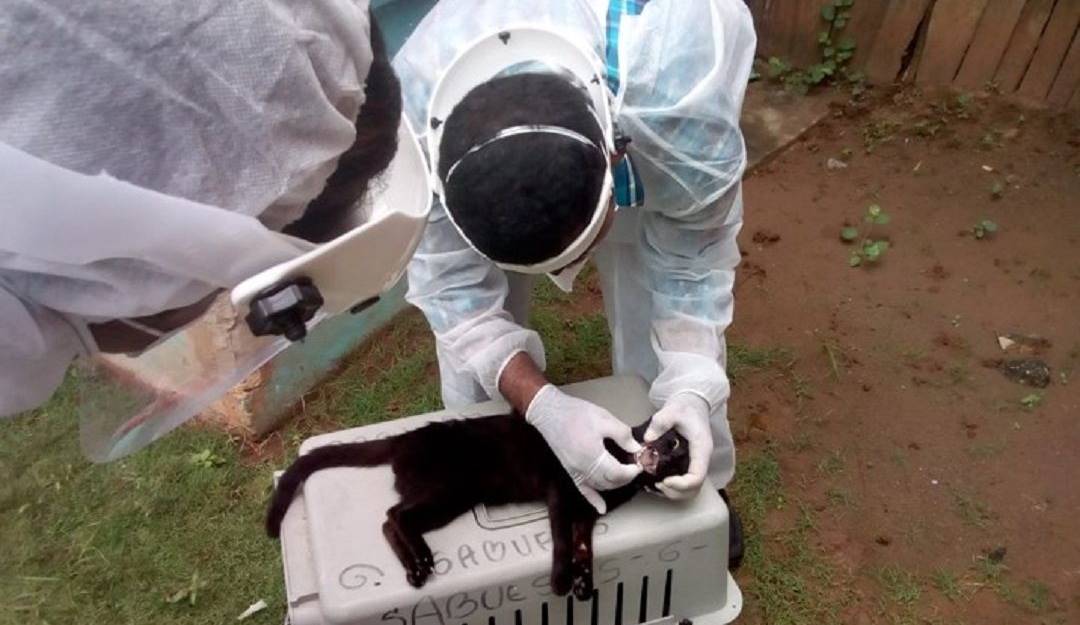 Estudio en animales en Montería.