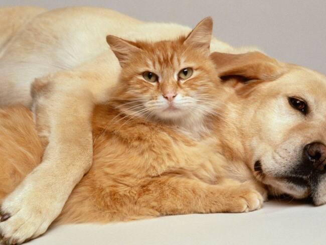 Cosas que no se debe hacer para desinfectar las mascotas