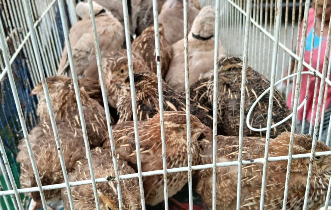 Animales incautados- Foto: IDPYBA