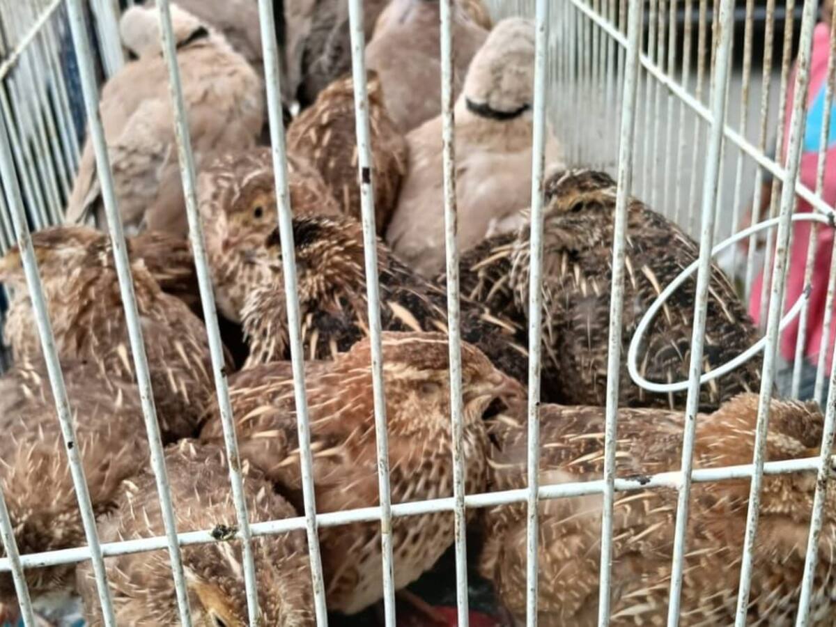 17 animales en condiciones de hacinamiento fueron aprehendidos por autoridades, en Ciudad Bolívar