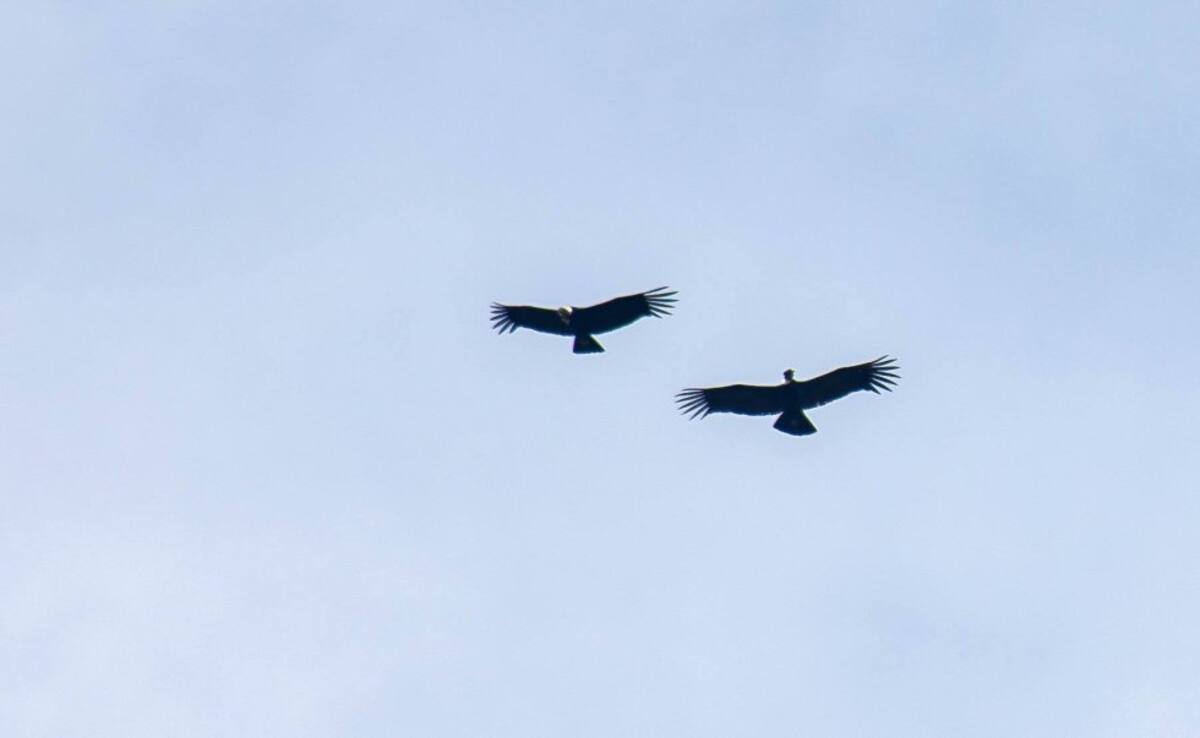 EXPEDICIÓN PÁRAMO avistó 10 cóndores de los Andes volando en lo más alto de las formaciones rocosas del Almorzadero. Los habitantes de la zona lo llaman el mensajero del Sol.