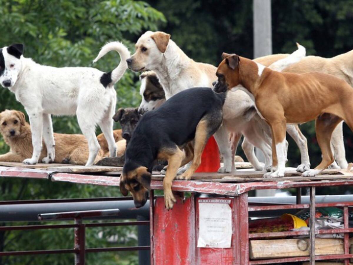 Delincuentes suministrando escopolamina robaron apartamento y 8 perros