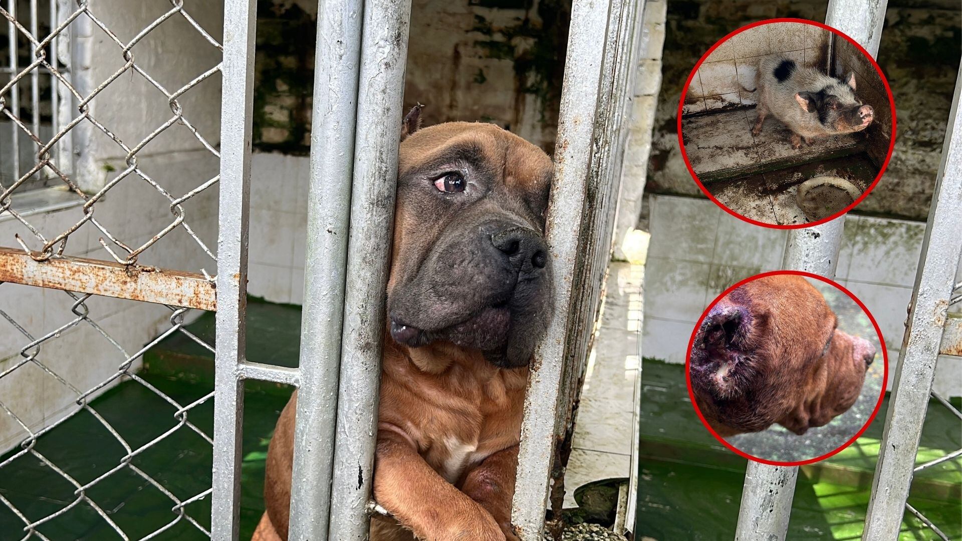 Once animales estaban en graves condiciones de salud en un criadero ilegal en la Buitrera, Zona rural de Cali