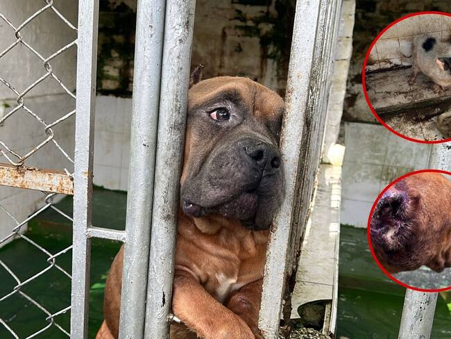 Once animales estaban en graves condiciones de salud en un criadero ilegal en la Buitrera, Zona rural de Cali