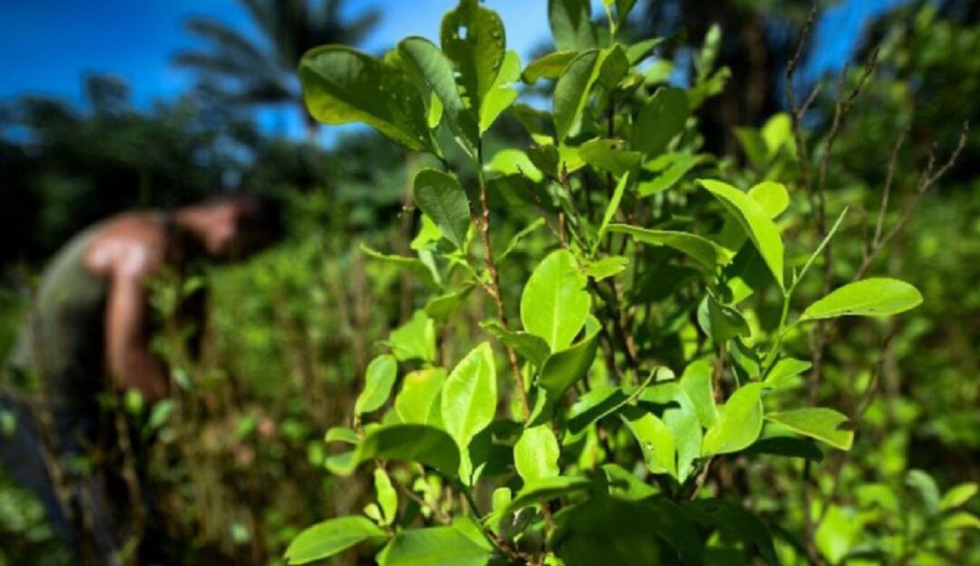 Erradicación de la coca en el Catatumbo