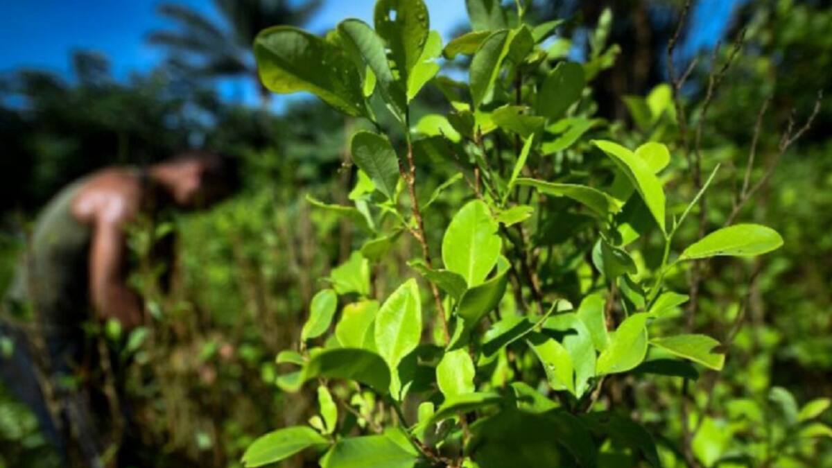 Gobierno revisa futuro de la erradicación de la coca en el Catatumbo
