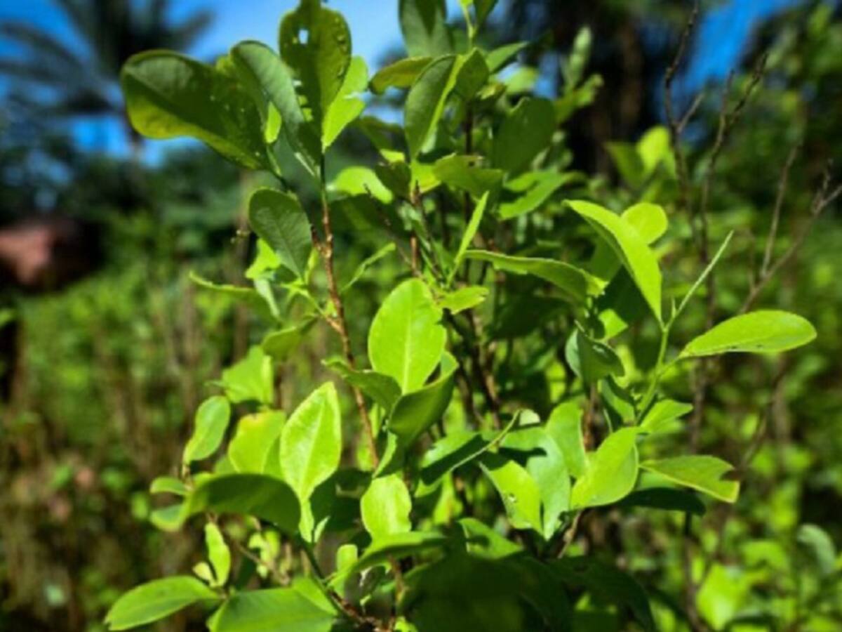 Gobierno revisa futuro de la erradicación de la coca en el Catatumbo