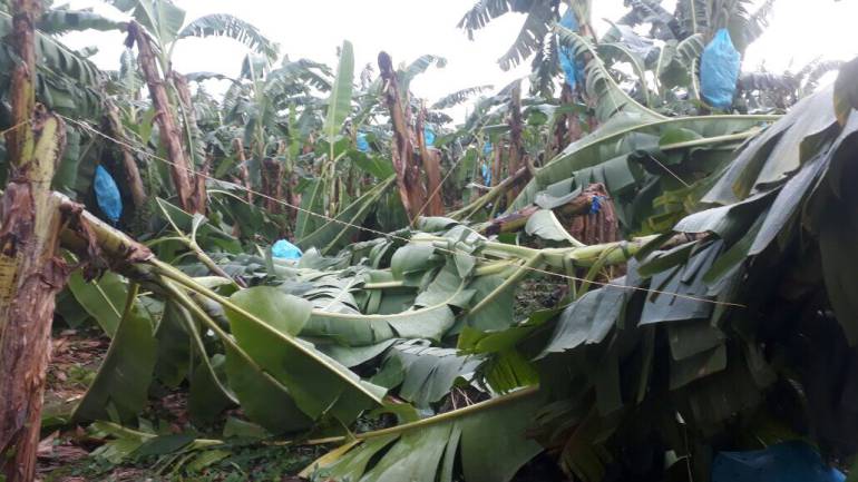 Plantaciones de banano arrasadas por vendaval. /FOTO CARACOL RADIO