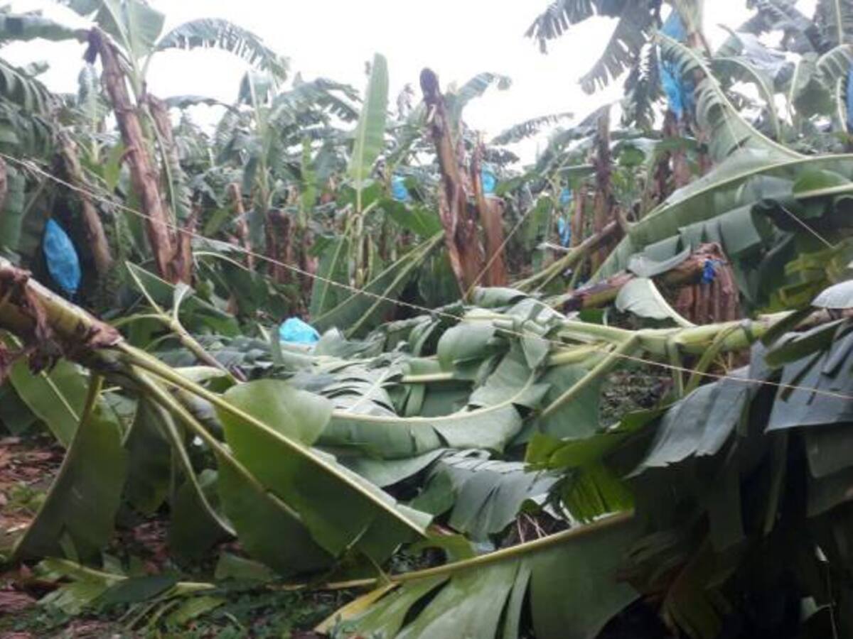 Más de 50 hectáreas de banano arrasadas por vendaval en Zona Bananera