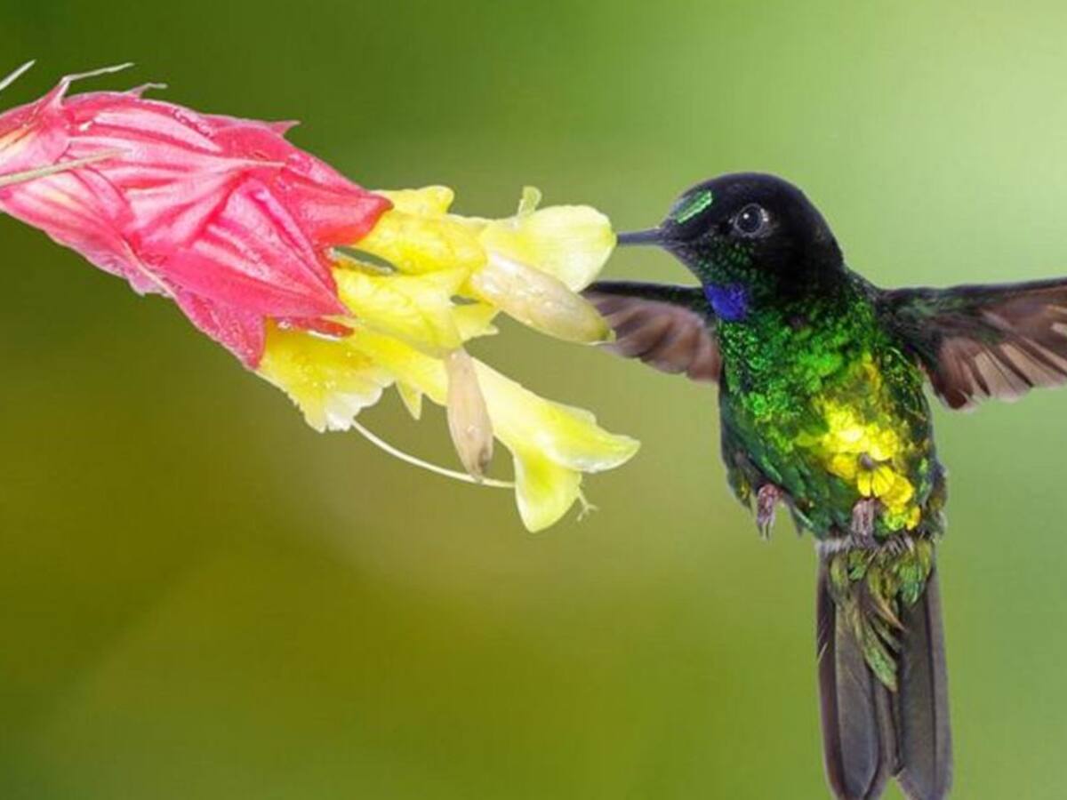 Reserva natural Mesenia-Paramillo