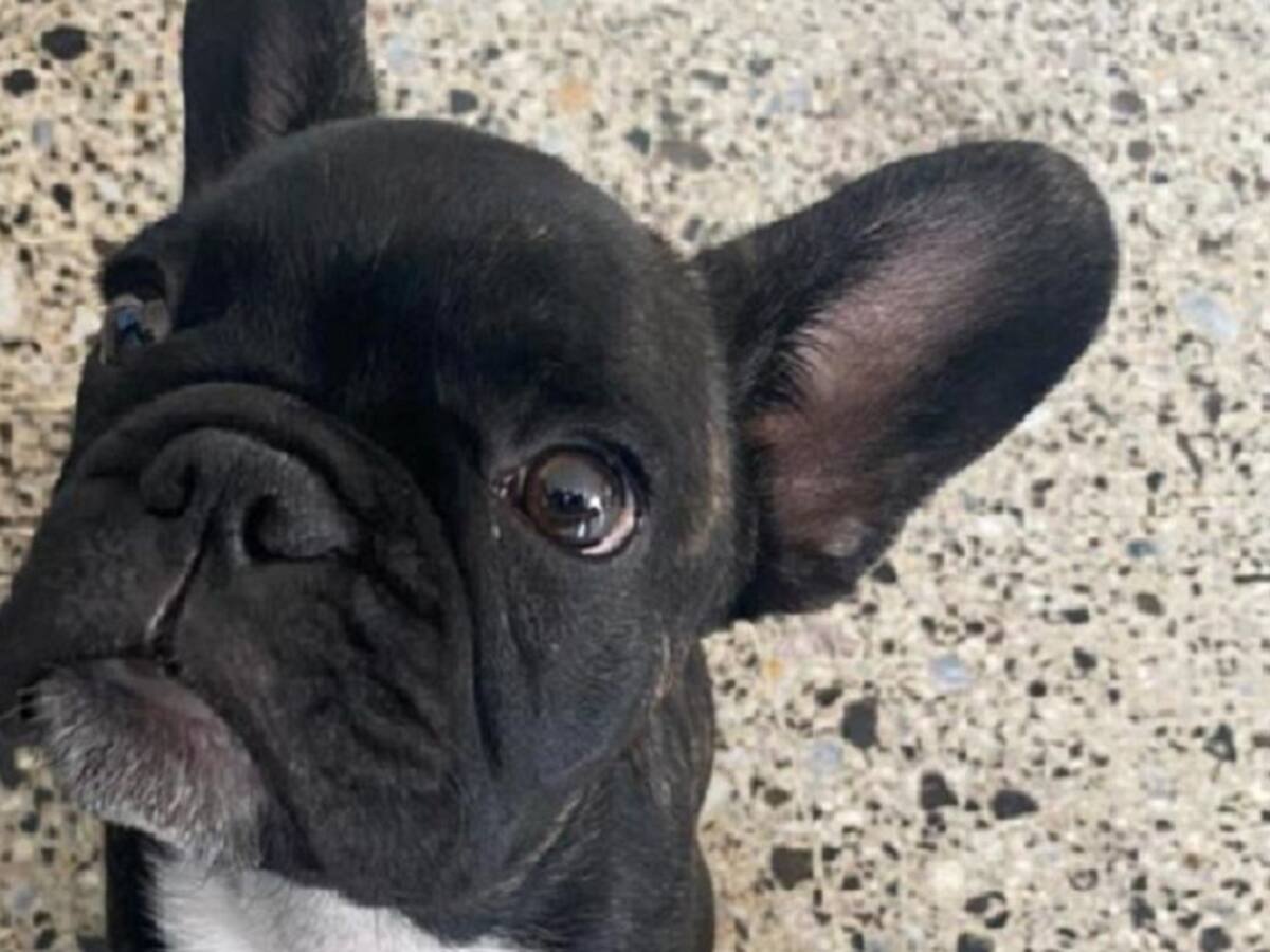 Luna la perrita robada en Bucaramanga es buscada por la Sijin