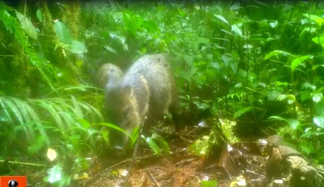 Fauna silvestre detectada en el Tolima