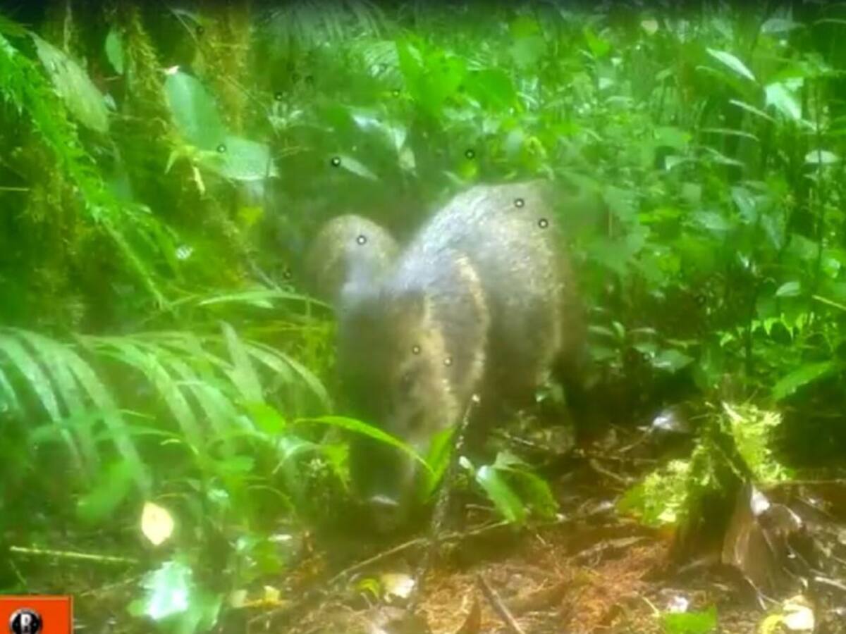 Detectan nuevas especies de fauna en el bosque de Galilea en el Tolima