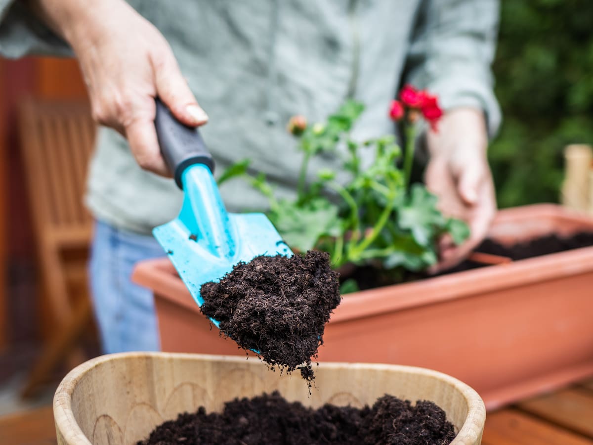 ¿Qué le puede 'echar' a las plantas para que florezcan? Trucos caseros