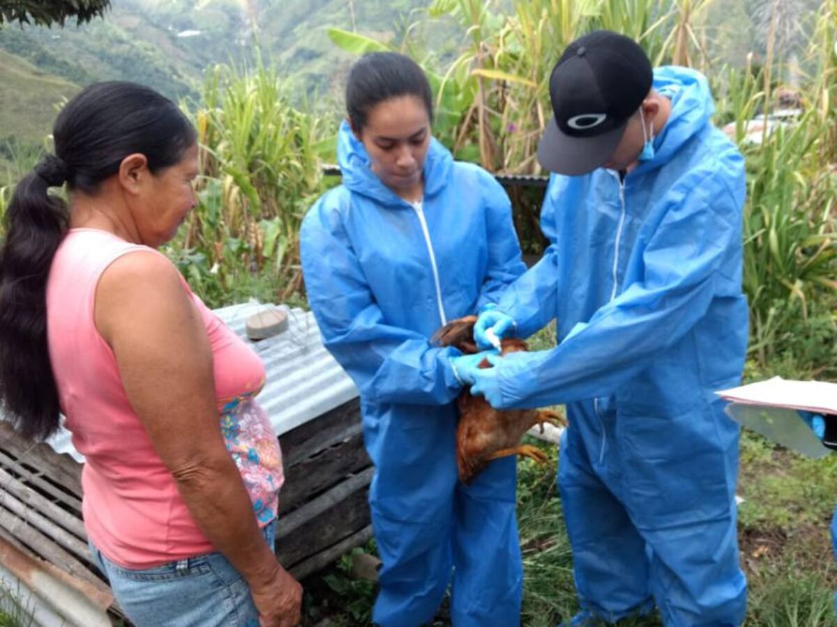 Ibagué es ejemplo para prevenir enfermedad del Newcastle en aves