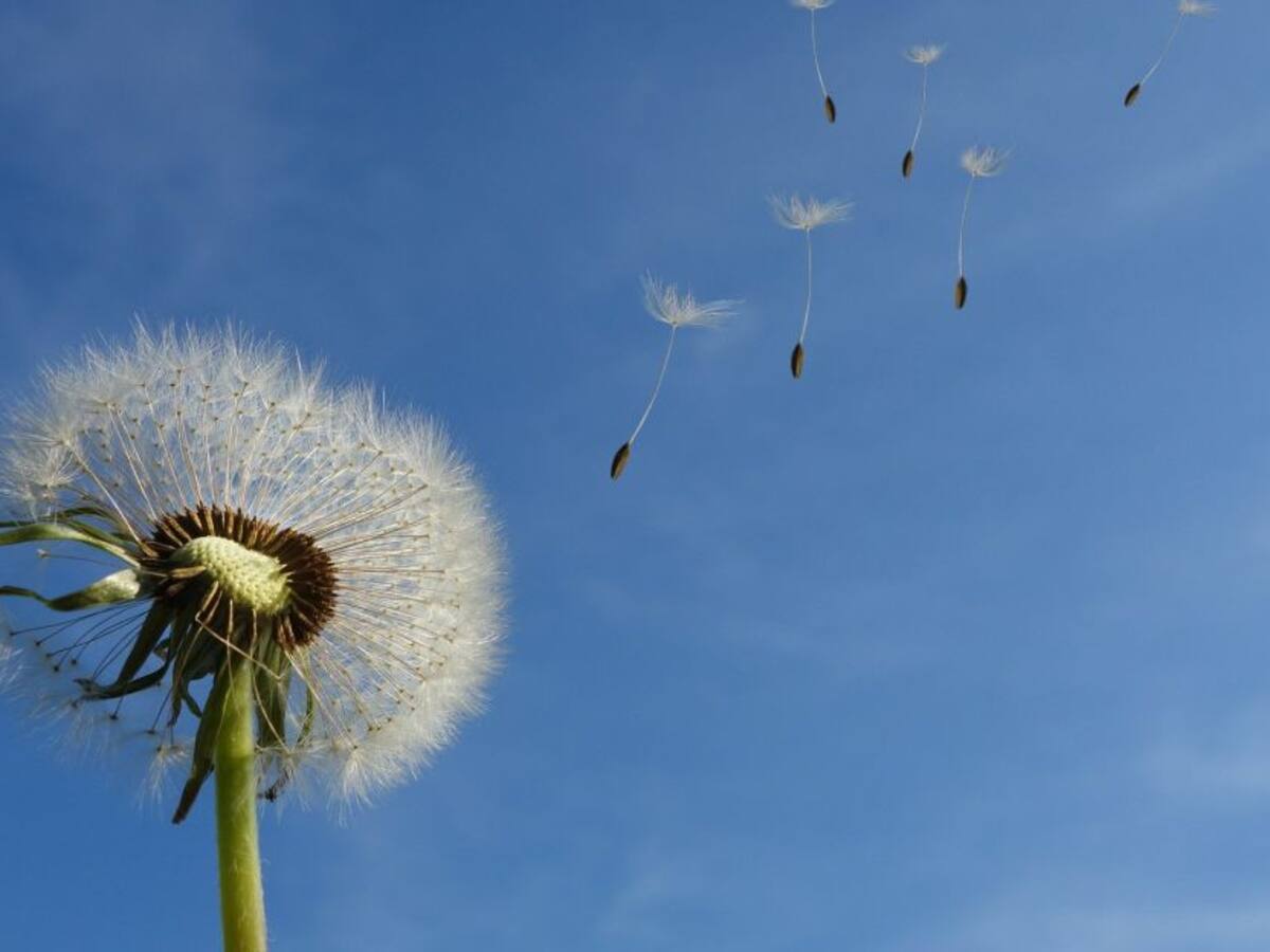 Renunciar para renacer