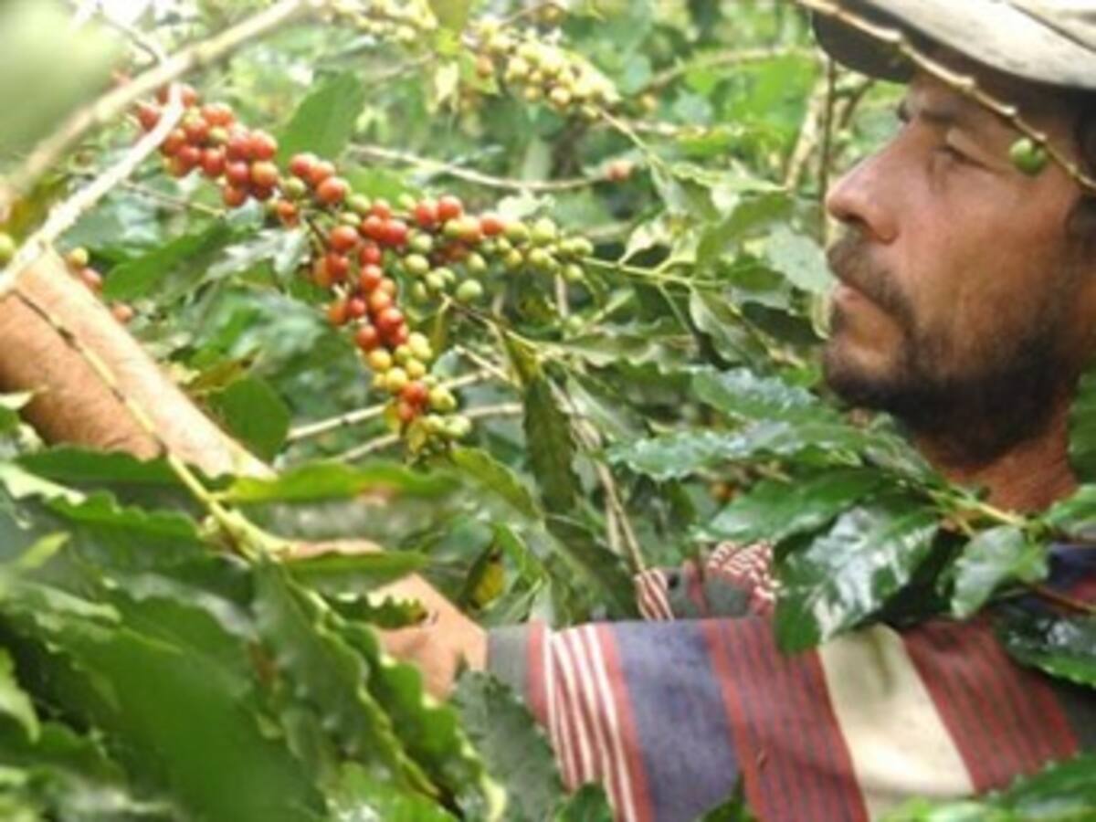 Asamblea nacional de dignidad cafetera será el cuatro de noviembre
