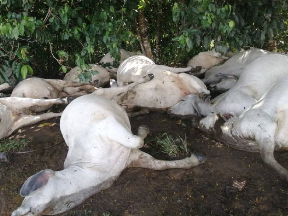 18 reses murieron tras ser impactadas por un rayo en Sonsón, Antioquia