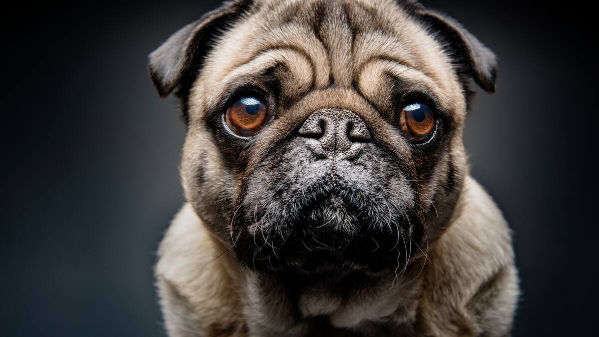 Distrito representará legalmente a perrita que habría sido asesinada por su cuidador