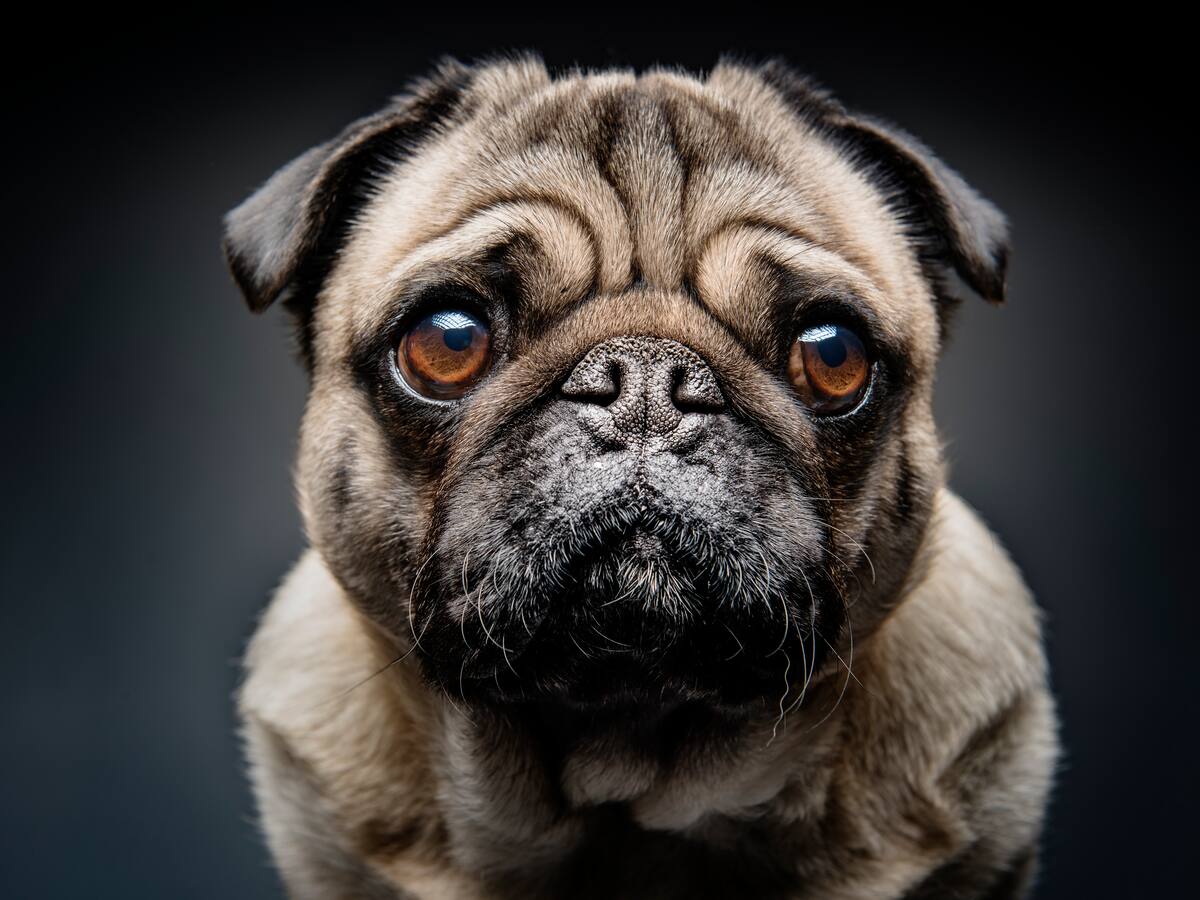 Distrito representará legalmente a perrita que habría sido asesinada por su cuidador