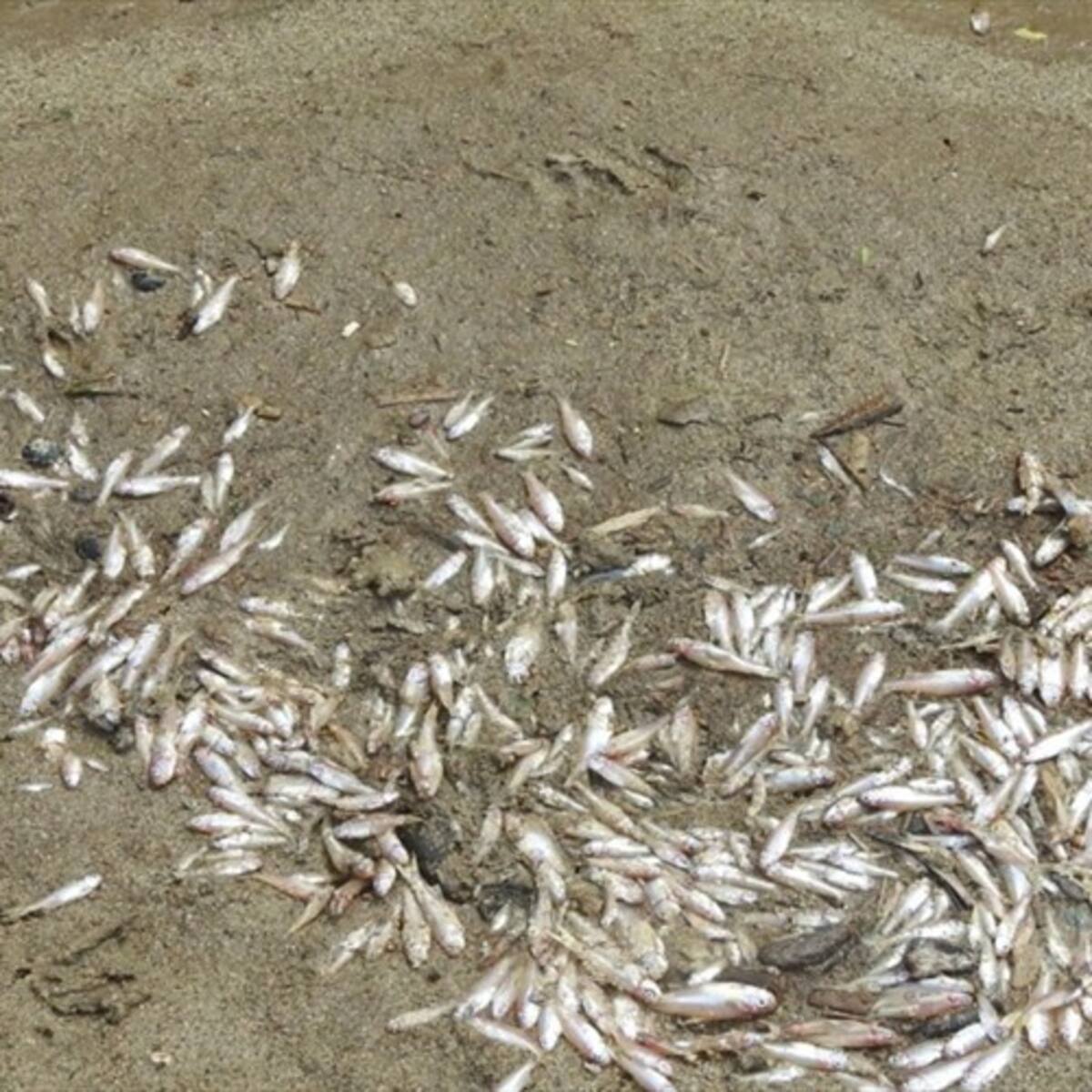 Sequía provoca mortandad de peces en Lago Caimán, Tubará