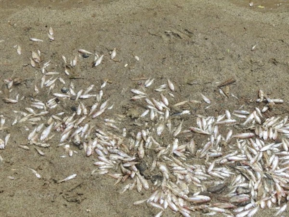Sequía provoca mortandad de peces en Lago Caimán, Tubará