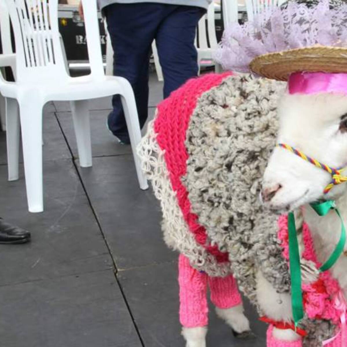 Catalina, es la nueva Oveja Reina en Nobsa, Boyacá