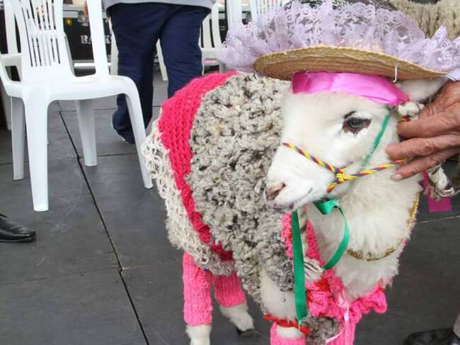 Catalina, Oveja reina de Nobsa, Boyacá. 2016.