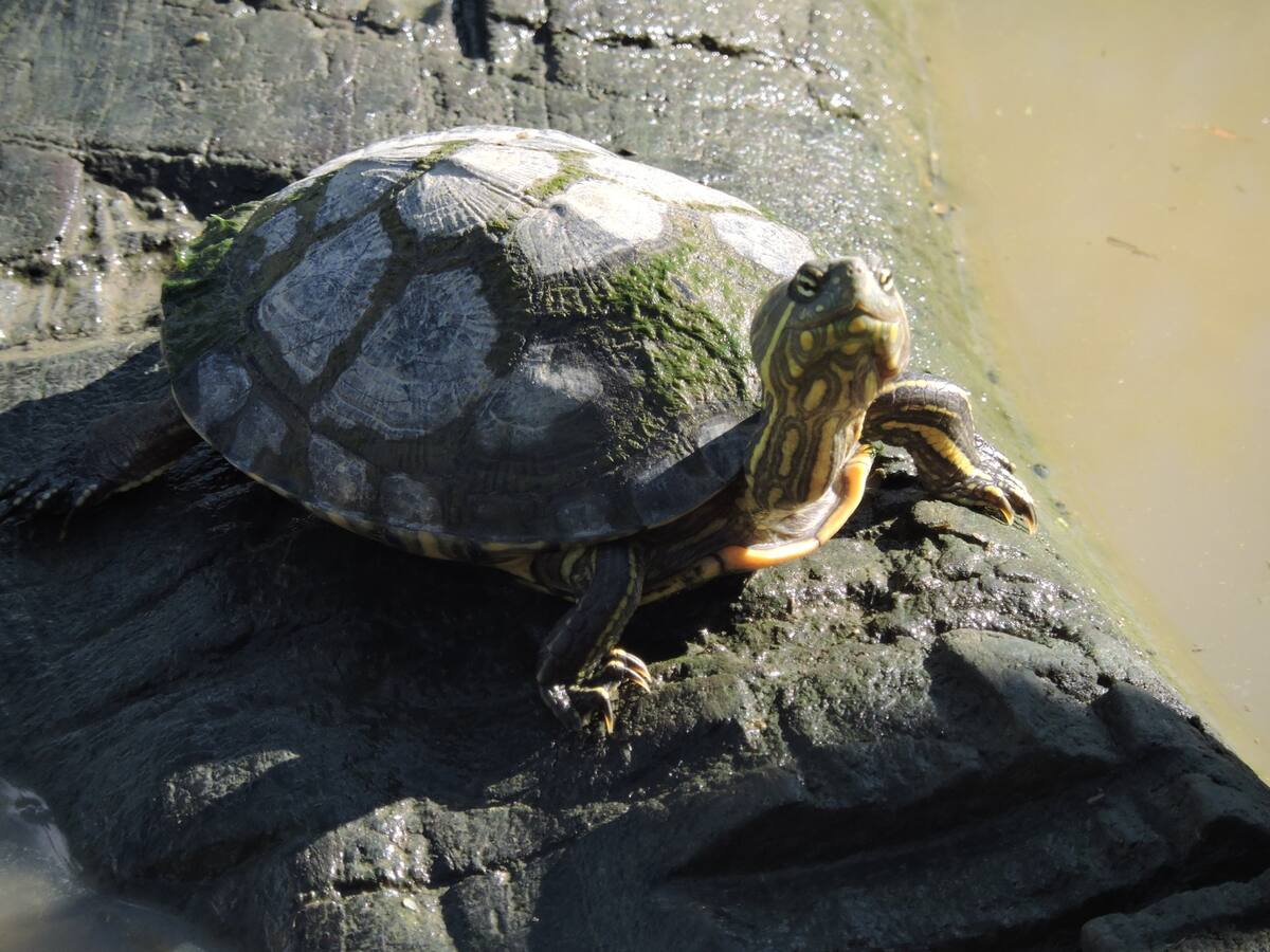 Que Semana Santa no sea un calvario para nuestra fauna y flora