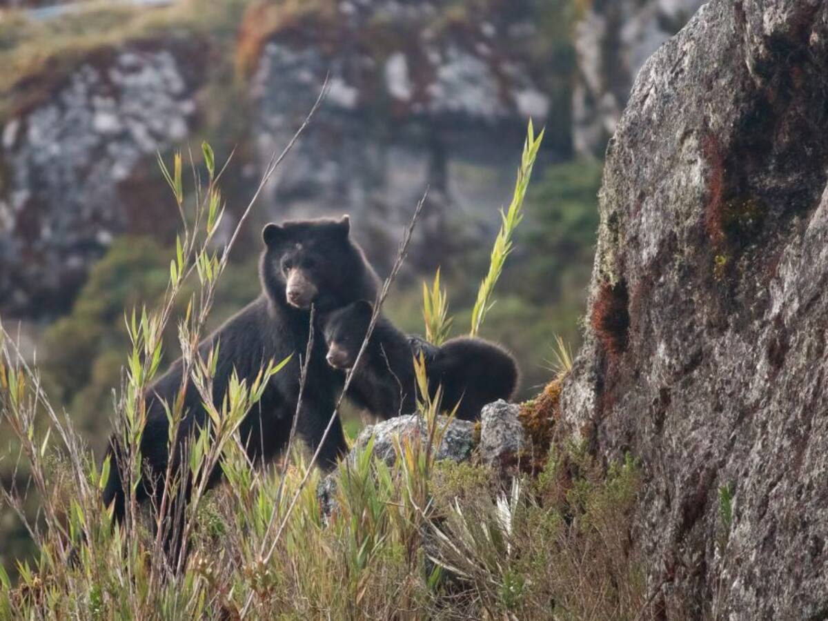 Invías por la protección de la fauna silvestre