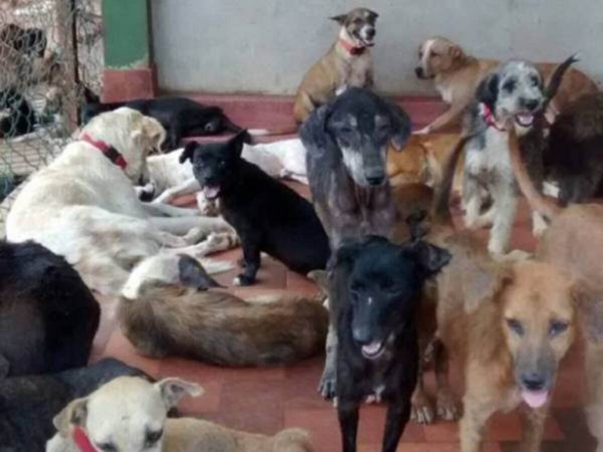 Cierran fundación de animales por denuncias de maltrato