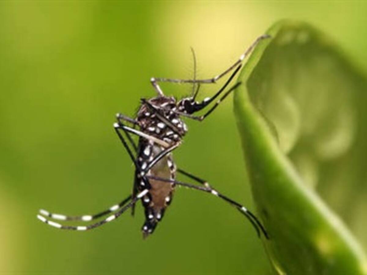 Antioquia en período epidémico por dengue