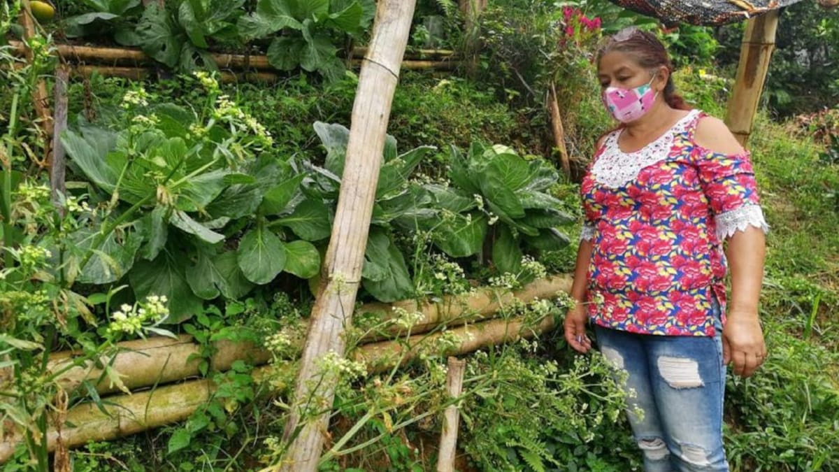 Familias campesinas de Manizales reciben insumos para seguridad alimentaria